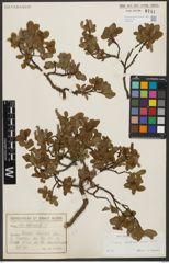 Foto von Salix waldsteiniana Willd.